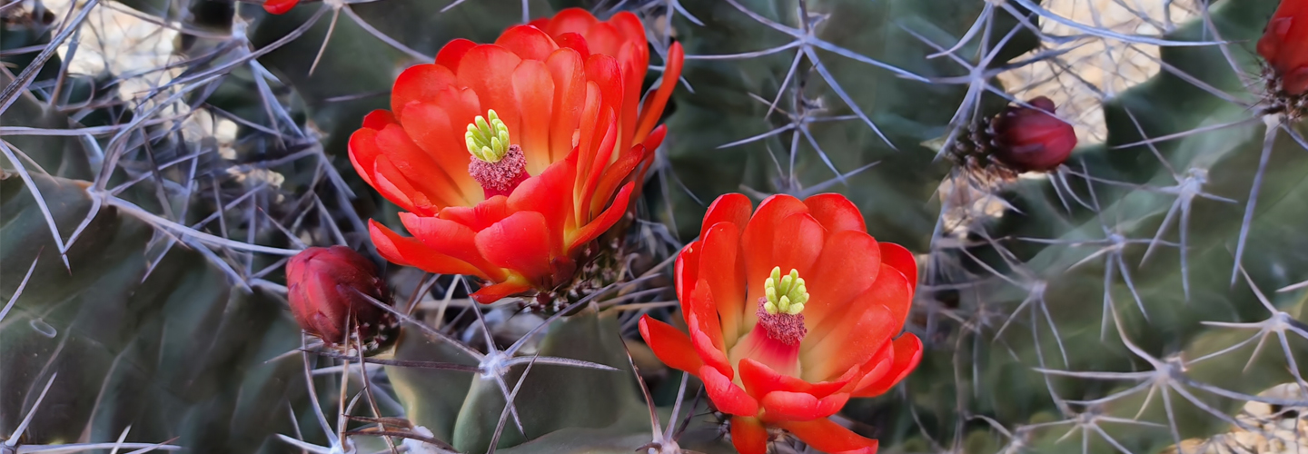 Cactus flowers