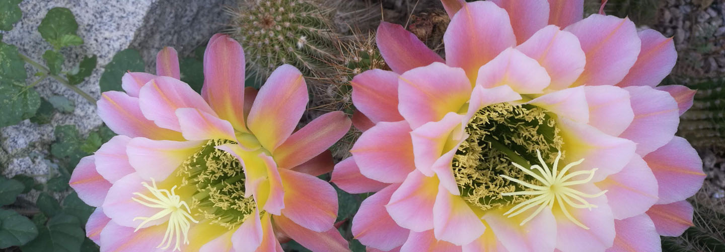 Pink Cactus Flowers
